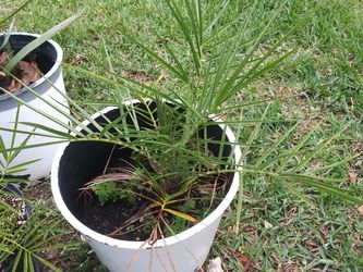 🌴Sylvester Palms 4 Sale🌴