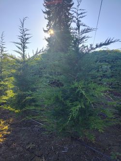 Leyland Cypress