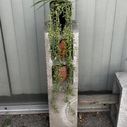 Long String Of Bananas Succulent