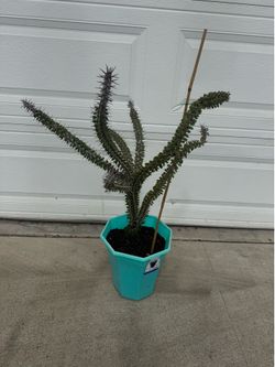 Madagascar Ocotillo