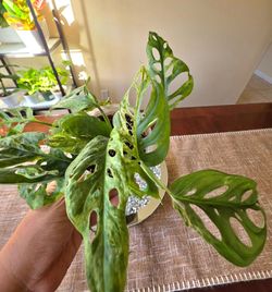 🌿 Monstera Adansonii Mottled Mint💚