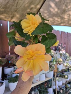 Apricot Tuberous Begonia Plant $18