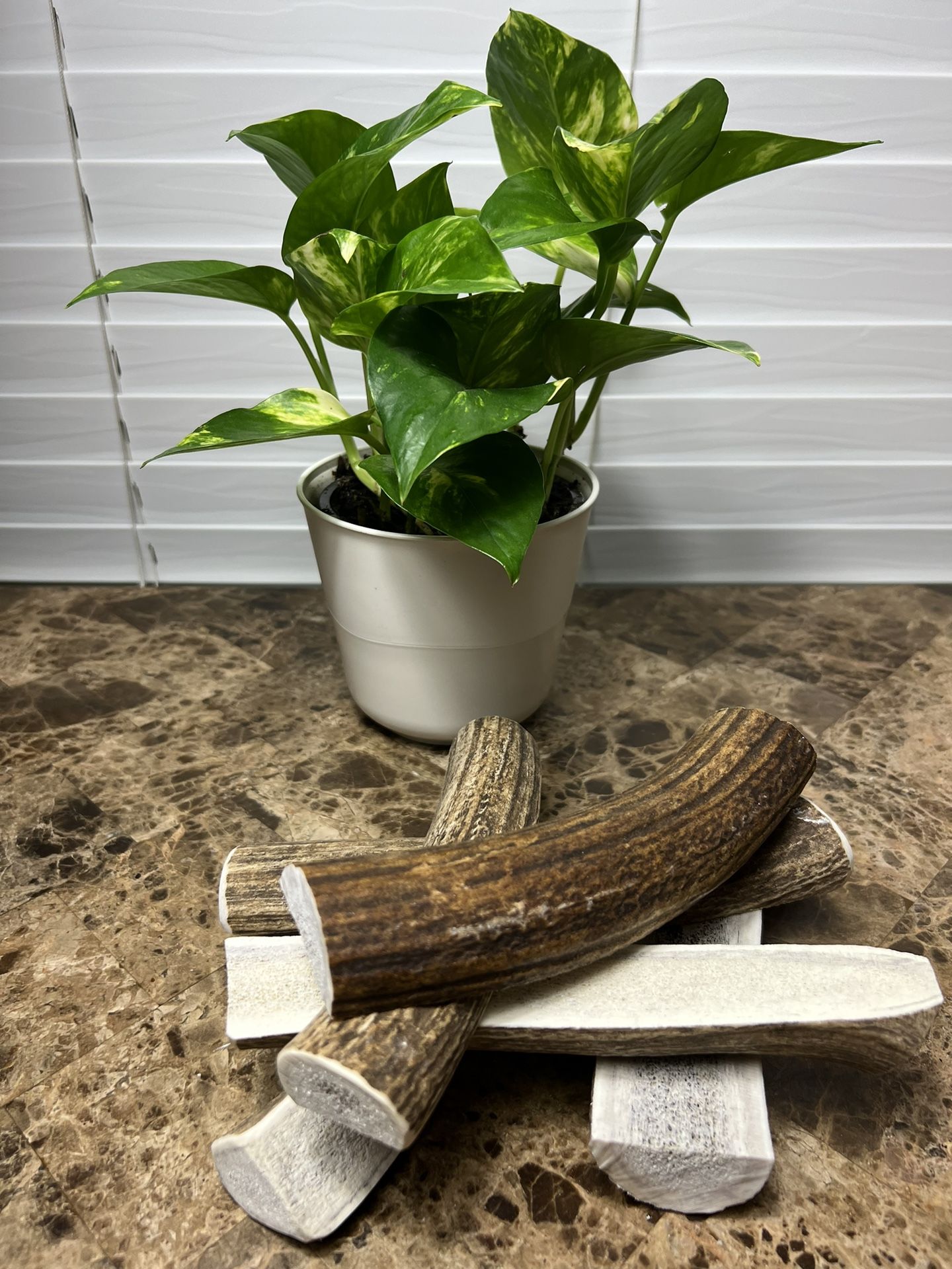 Elk Antler Dog Chews