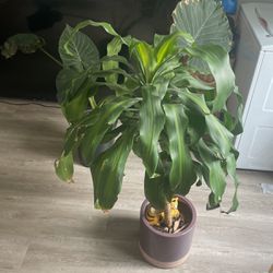 House Plant with Pot
