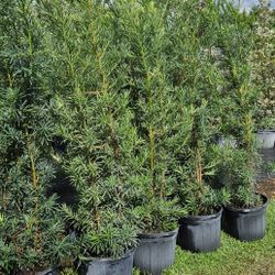 podocarpus Over 6 feet tall Instant Privacy Hedge For Fence