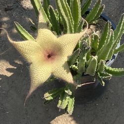 Starfish Cactus