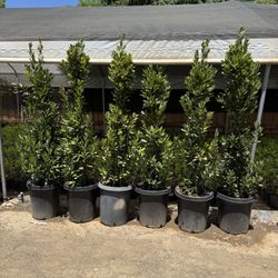 Bay Leaf Laurel 15 Gallons