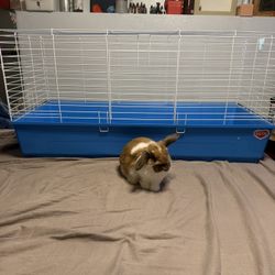 KAYTEE Large Animal Enclosure 