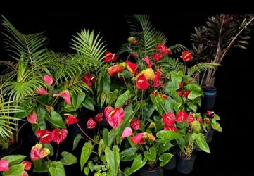 Anthurium plants