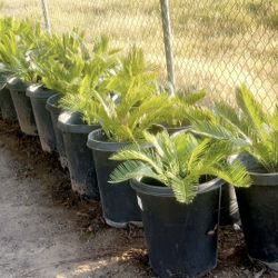 Sago Palms