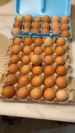 Huevos criollos