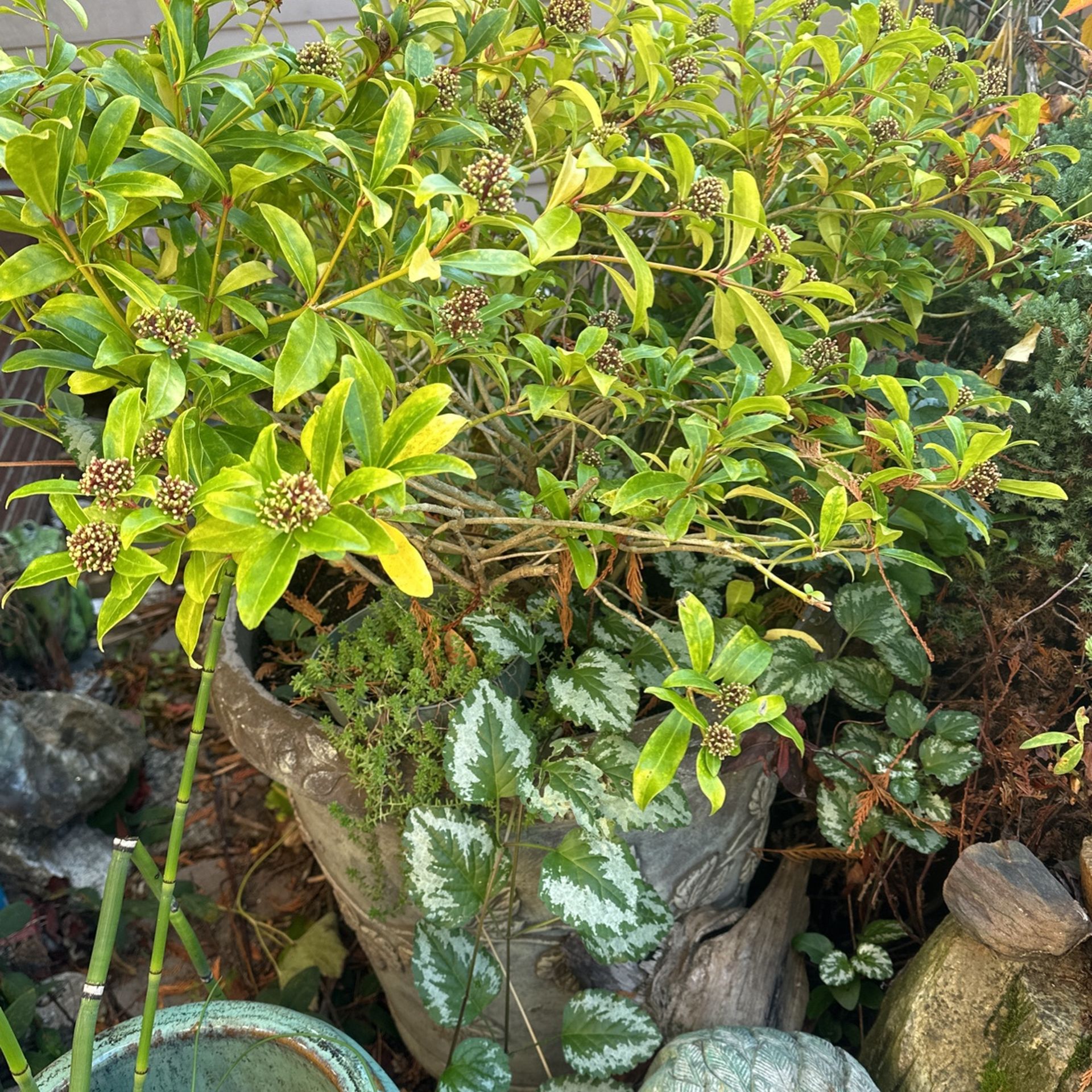 Evergreen plant (Japanese Skimmia