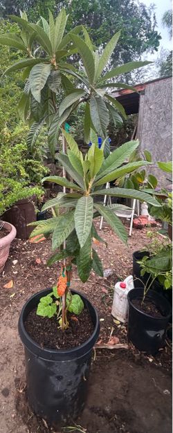 / Loquats /Árbol De Níspero