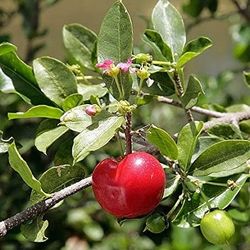 BARBADOS CHERRY 15 GALLONS $150