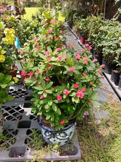 Plants for sale via private nursery ( Pasadena Texas )