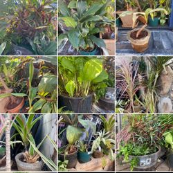 Assortments of plants