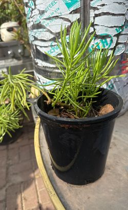 Senecio Barbertonicus 