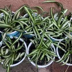 Spider Plants 