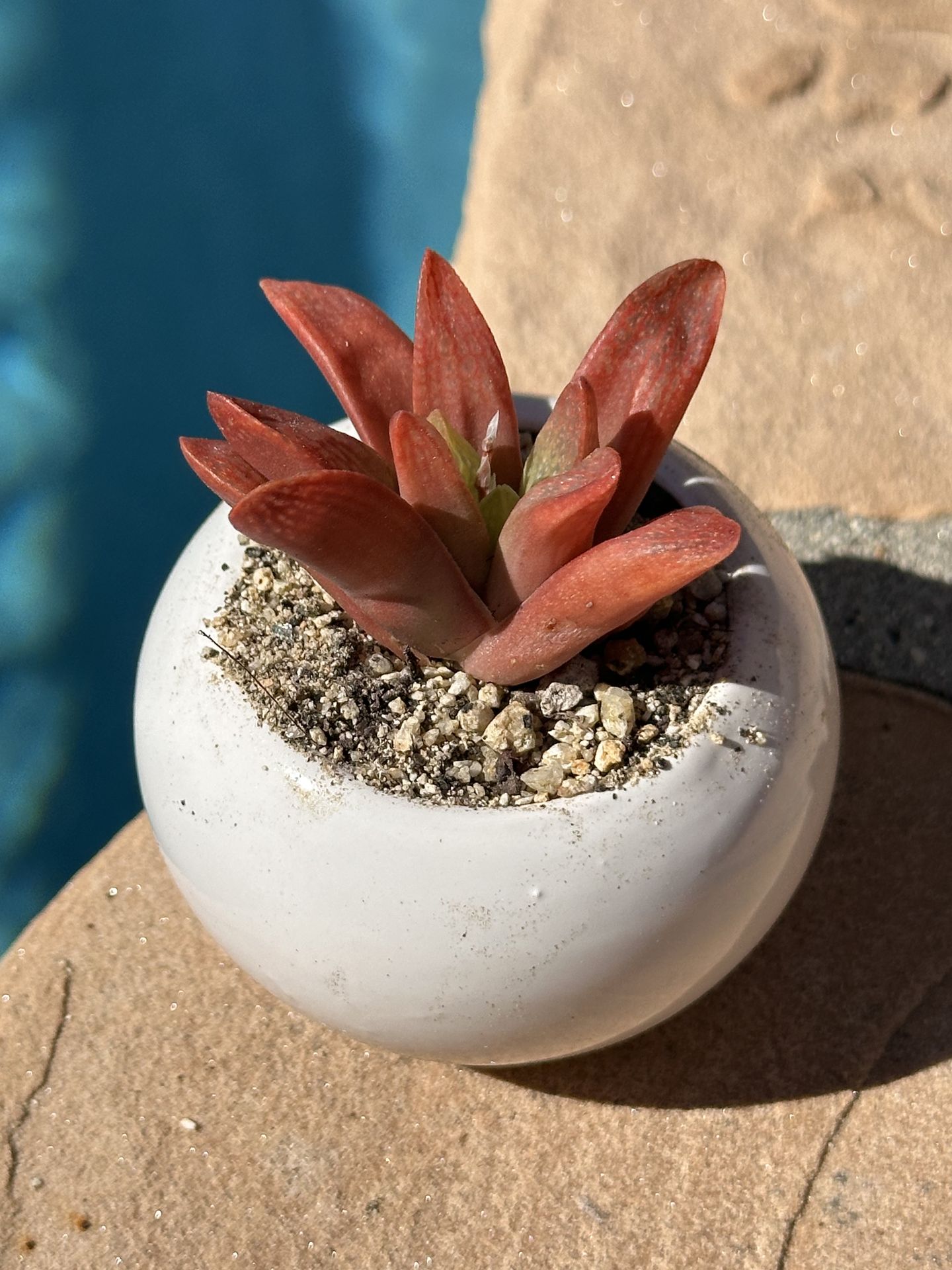 Rare succulent in cute mini pot