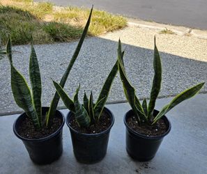 Snake Plant