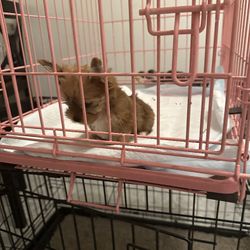 Small Dog Cage