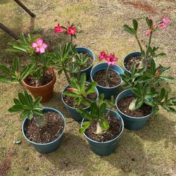 Desert Rose