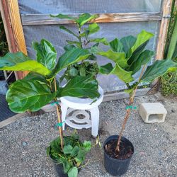 Fiddle Leaf Fig Plant 10" Pot$12 Each