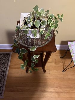 🐦‍🔥Peperomia Plant🐦‍🔥