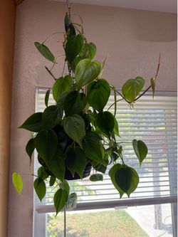 Hanging Plant