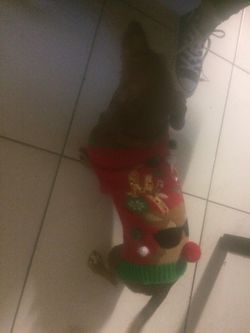 Dog Christmas outfit
