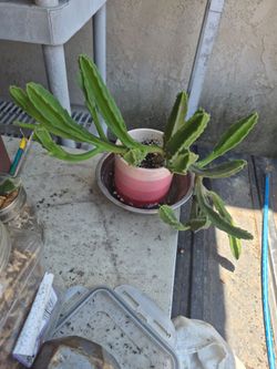Plant