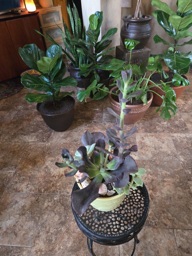 Live Succulents In 6.5in Ceramic Pot With Shells 