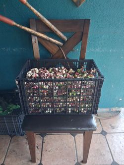 Dulce guamuchiles