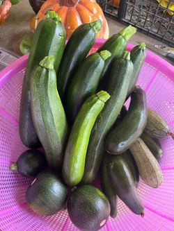 Calabacitas tiernas a la venta $1 la libra.