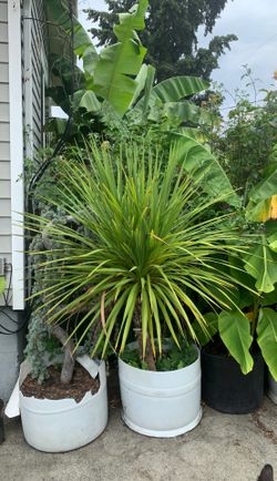 Mini Palm tree bulbs