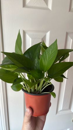 Pothos