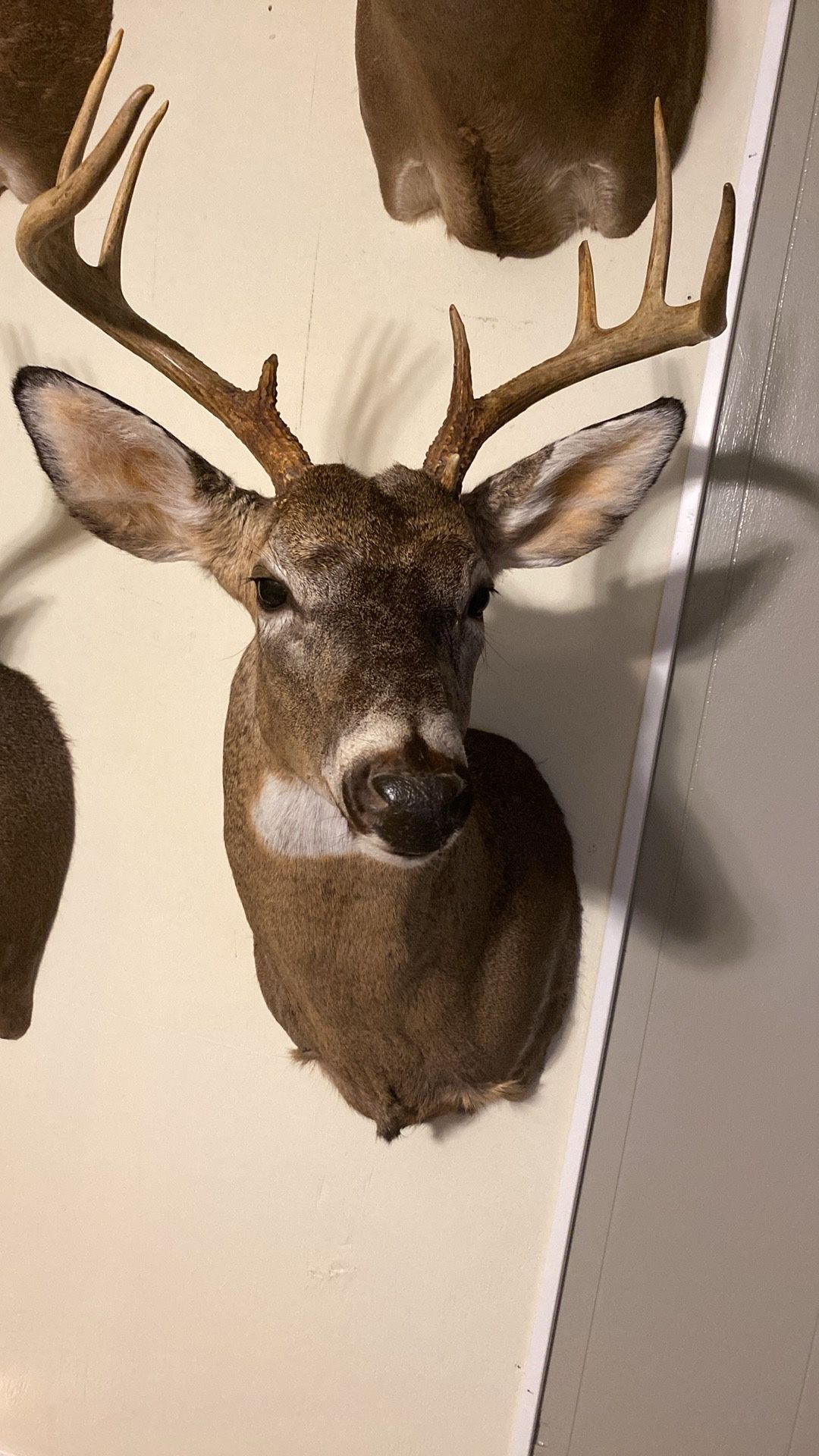 Deer Mount