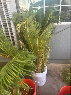 Plam tree  🪴 the big ones $250  small  ones $50