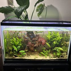 30g Tank/Accessories/plants