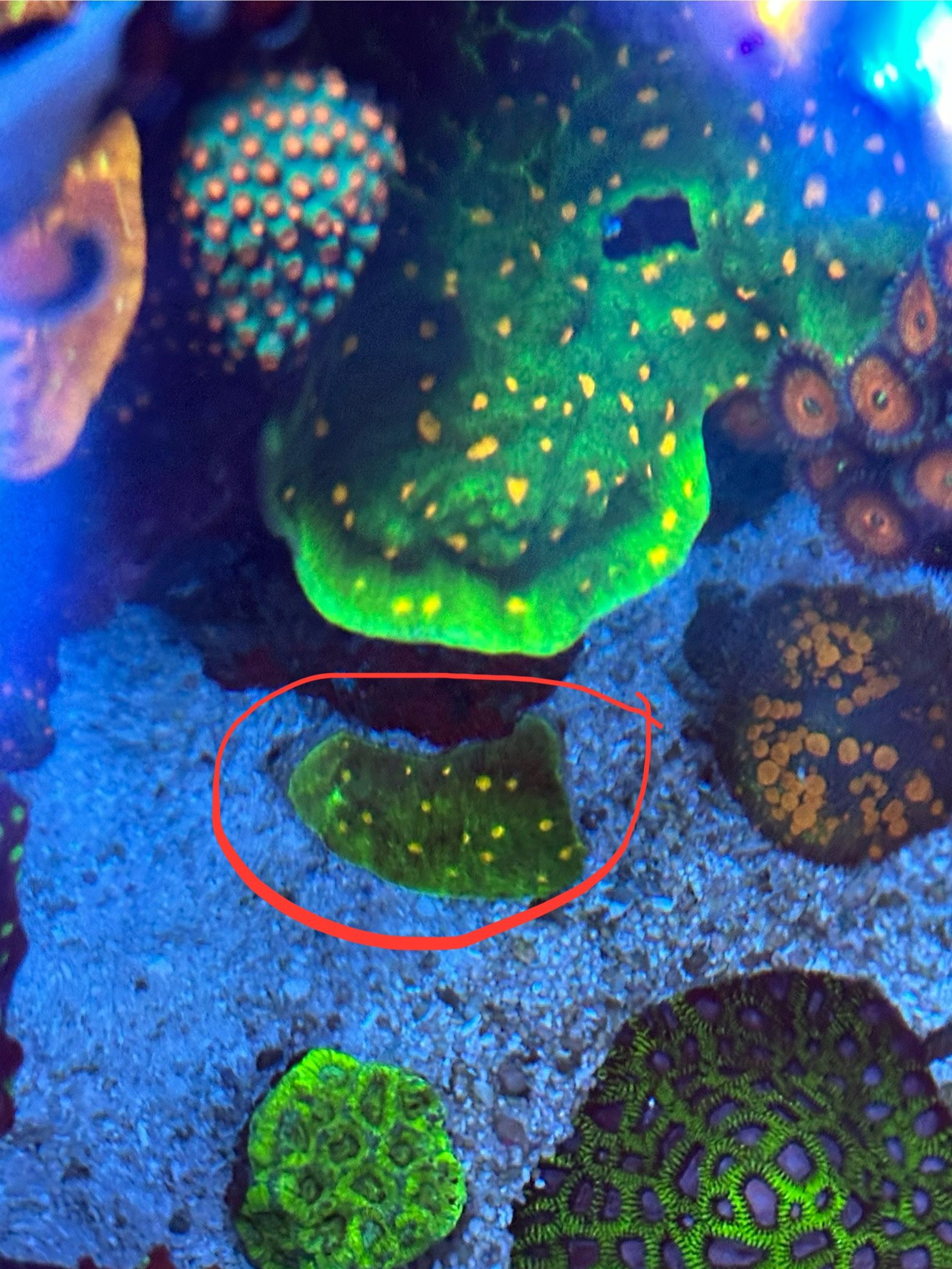 Space Invader Chalice Fake Aquarium Decoration 