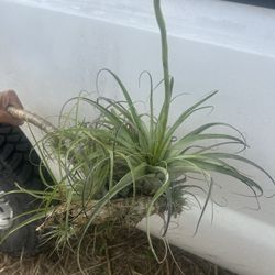 Air Plant (healthy) & Spores
