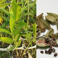 Cardamon Spice Plant 3gal