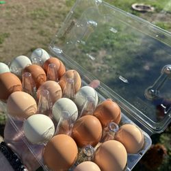 Organic Fresh Eggs