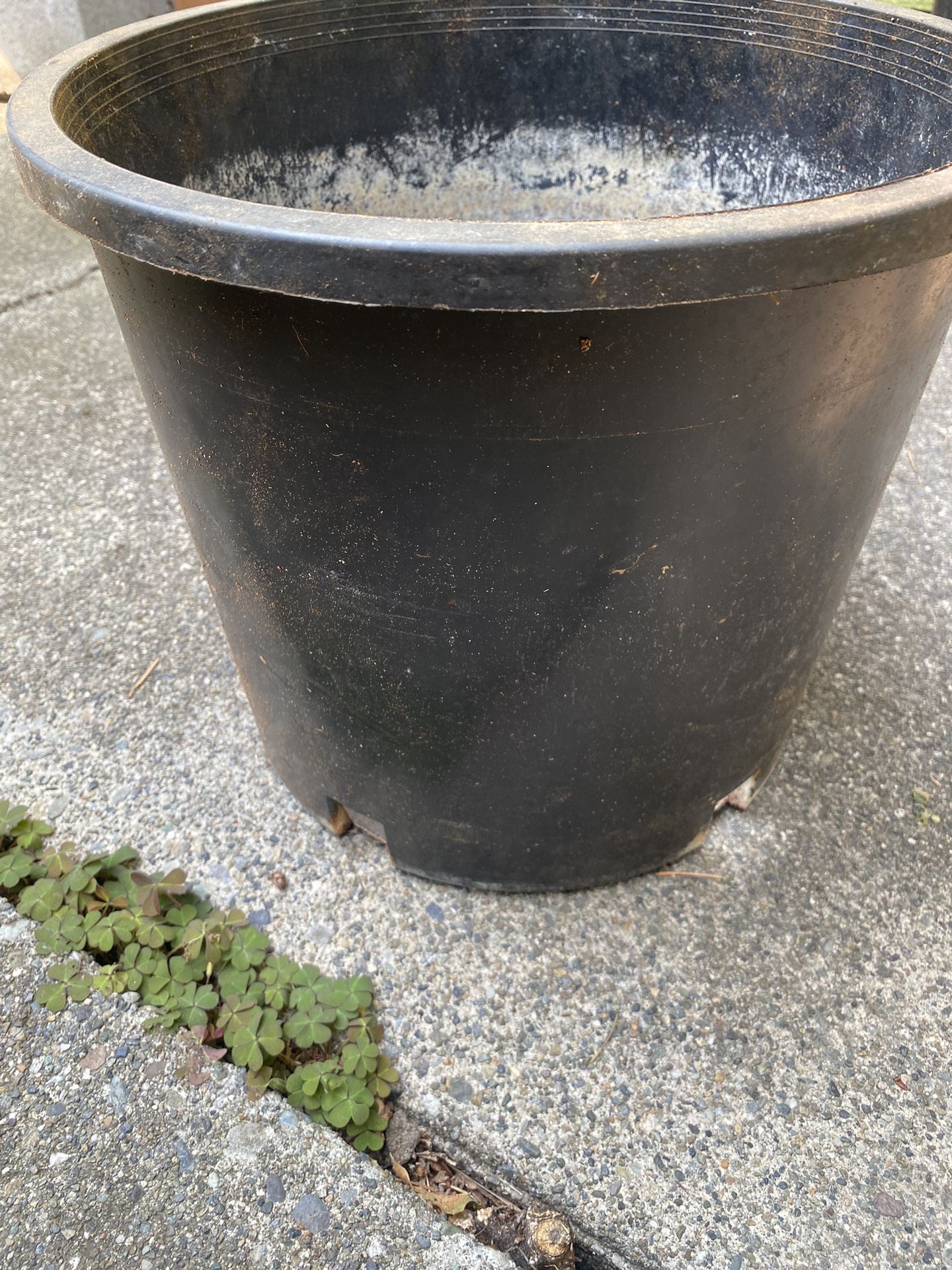 5 Gallon Pot for Sale in Renton, WA OfferUp
