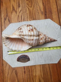 Giant Tritoins Trumpet Sea Shell Rare