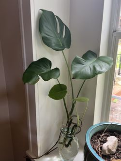 Baby Monstera Plants