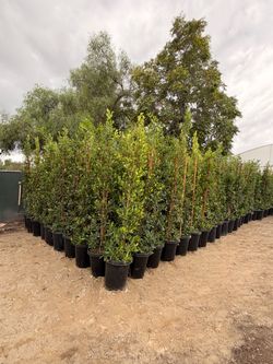 Indian laurel ficus 15 gal