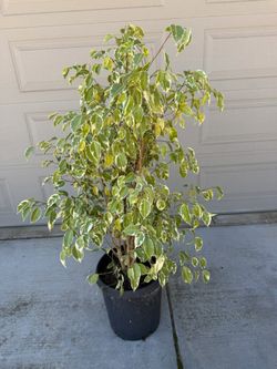 VARIEGATED POTTED FICUS TREE