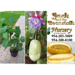 Giant Granadilla Barbadine Granadine Plants 3gal Plantas De Badea Granadillo En 3gal