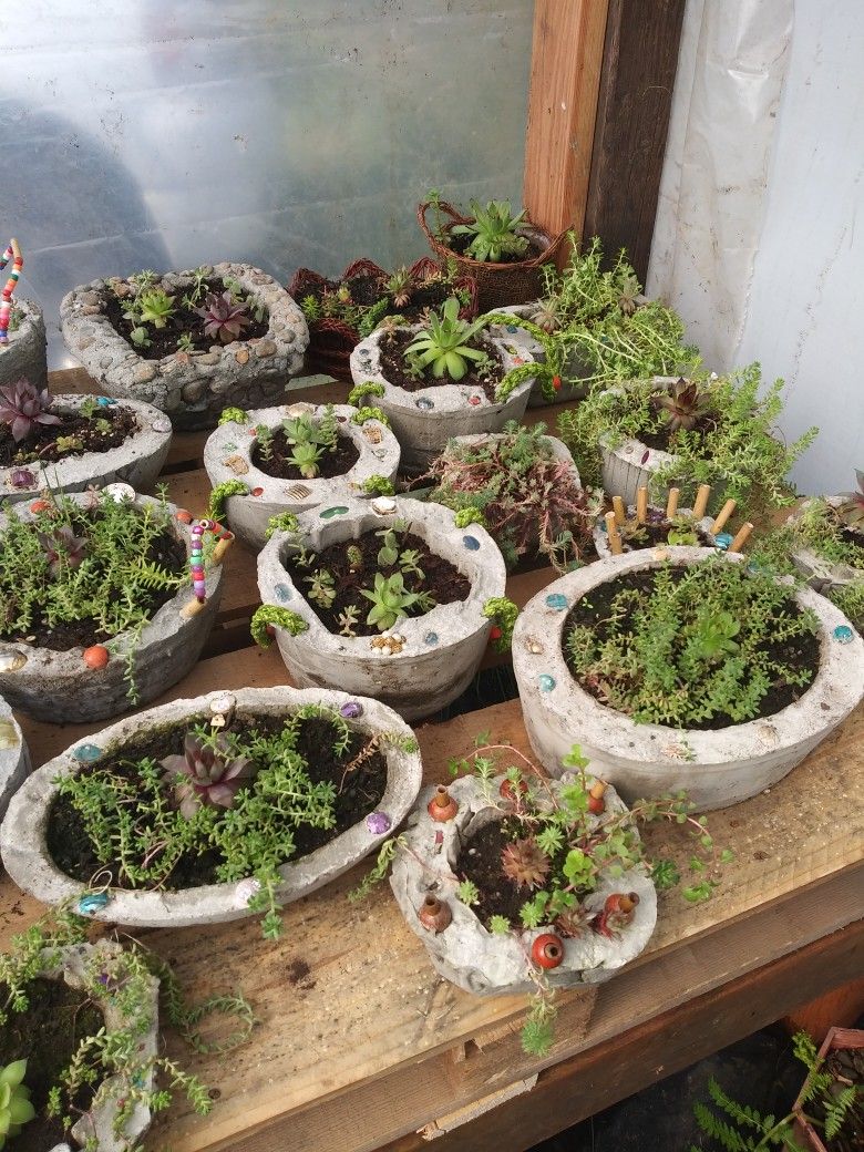 Succulents in Custom made pots